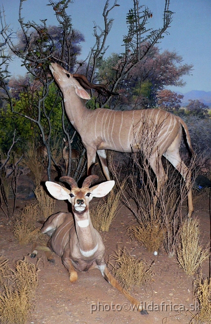 Picture 175.jpg - Lesser Kudu (Tragelaphus imberbis).